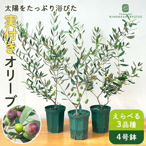 IׂtI[u 4 A ϗtA I[u̖ V{c[  ʎc 蕨 v[g