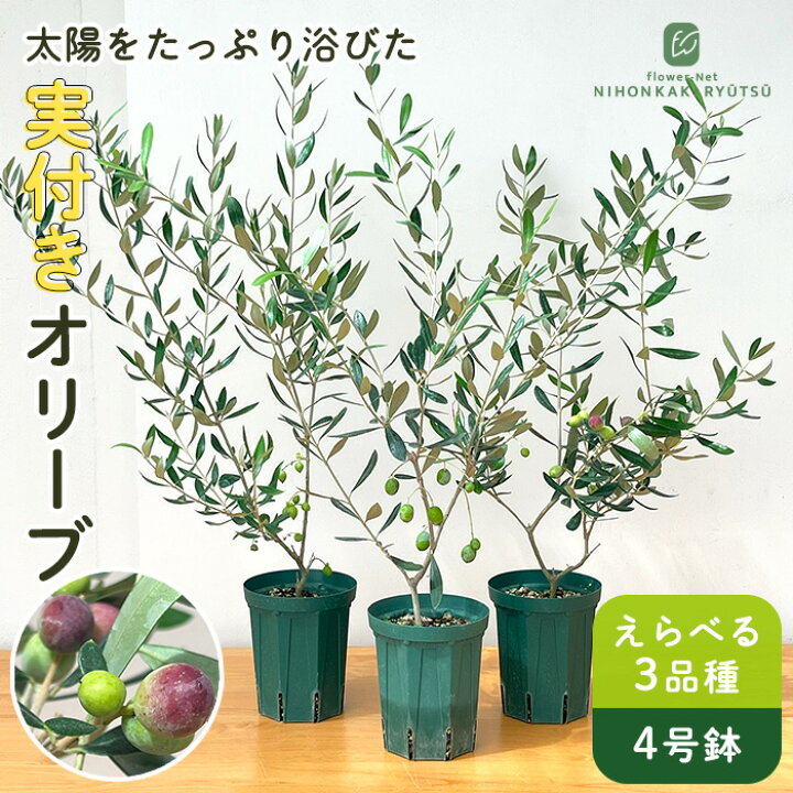 楽天市場】選べる実付きオリーブ 4号鉢 鉢植え 観葉植物 オリーブの木 