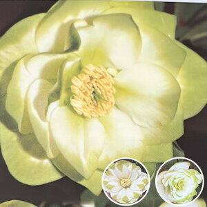 NX}X[Yc O[bvExn 12cm|bg  JԌ劔 ]c| h K[fjO soc