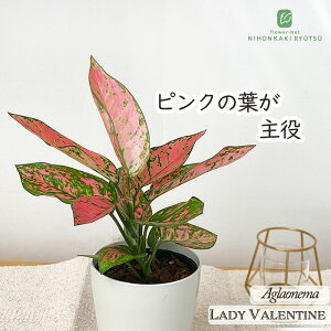 ϗtA AOIl} fBo^C 4 ϗtA ^   蕨 v[g CeA 