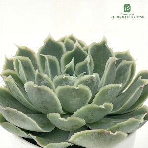 A hmGPxA OX{g A GPxA 6cm|bg