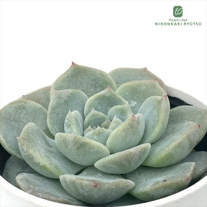 yyVX[p[Z[ P5{z A hmGPxA LfB[n[g A GPxA 6cm|bg