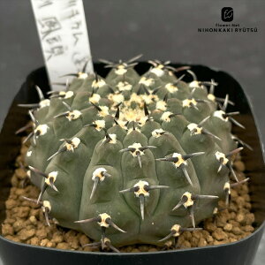 nomサボテン ギムノカリキウム 黒刺鳳頭 実生 ノムラカクタスさん苗 7.5cmポット ホウトウ nomura cactus 仙人掌 送料無料