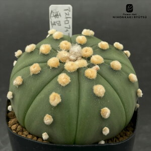 nomT{e AXgtBc A  mJN^Xc 7.5cm|bg ڗ AXeAX Jug nomura cactus l