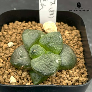 nomT{e AIJvX nAR  mJN^Xc 7.5cm|bg IIC{U O nomura cactus l 