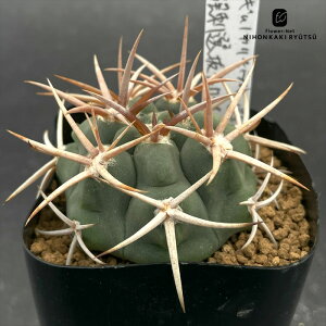 nomサボテン ギムノカリキウム 強刺選抜フェロシオール 実生 ノムラカクタスさん苗 7.5cmポット nomura cactus 仙人掌