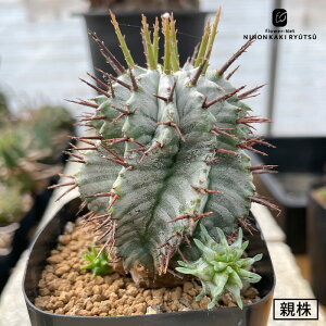 A nom[tHrA z_ S mJN^Xc 7.5cm`9cm|bg [u×Fc[u nomura cactus