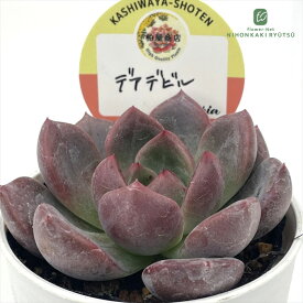 多肉植物 kswエケベリア デアデビル 柏屋商店さん苗 エケベリア 6cmポット