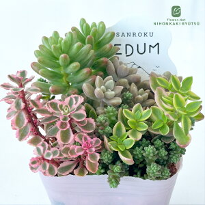 ƂƂnEX Z_ SANROKUJ[~bNX sNn A Z_ ƂƂnEXc 9cm|bg