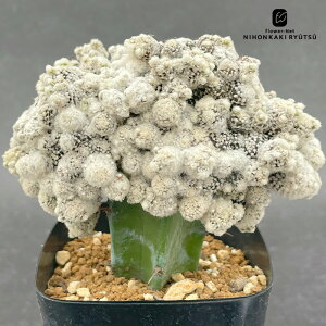 nomT{e RsA|A ekCV}Xg ږ mJN^Xc 0922-109 i̔ 9cm|bg nomura cactus l 