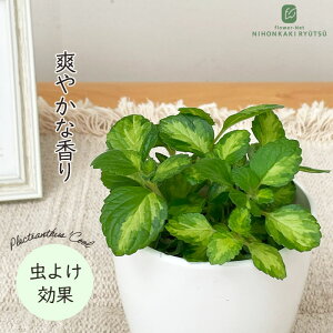 ϗtA cot vNgTX N[C 3.5  SLu΍ ϗtA ^   蕨 v[g CeA 