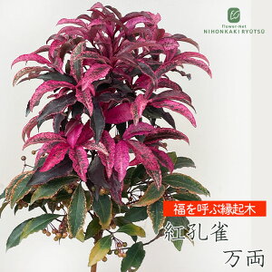 gE  10.5cm|bg  }E j Ε  N Mtgv[g A 