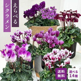 予約販売 大栄花園 選べるシクラメン 4号鉢 冬ギフト サムライ エレガントレディ 送料無料 お歳暮 花 ギフト プレゼント 鉢植え 鉢花 dks 12月上旬以降発送