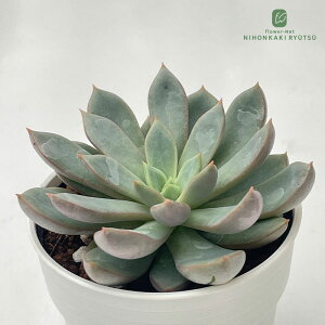 A hmGPxA iiZ A GPxA 6cm|bg