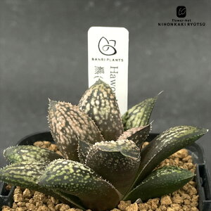 yyVX[p[Z[ P5{z A bphnI`A 㯁iЂ܁j A BANRI PLANTS ovcc  nI`A 7.5cm|bg