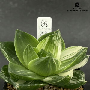 A bphnI`A Ԏv A BANRI PLANTS ovcc nI`A 7.5cm|bg