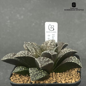 A bphnI`A L A BANRI PLANTS ovcc nI`A 7.5cm|bg