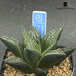 A bphnI`A EB~[hyb×RG}jI 0929-026 A BANRI PLANTS ovcc i̔  nI`A 7.5cm|bg