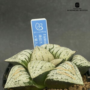 A bphnI`A Cق×Ol 0929-029 A BANRI PLANTS ovcc i̔  nI`A 7.5cm|bg