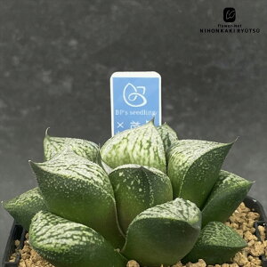 A bphnI`A ԞO×452 0929-031 A BANRI PLANTS ovcc i̔  nI`A 7.5cm|bg