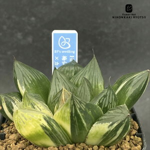 yyVX[p[Z[ P5{z A bphnI`A ~×J{X 0929-037 A BANRI PLANTS ovcc i̔ nI`A 7.5cm|bg