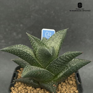 A bphnI`A ы×tessellata v.crousii 0929-039 A BANRI PLANTS ovcc i̔ nI`A 7.5cm|bg