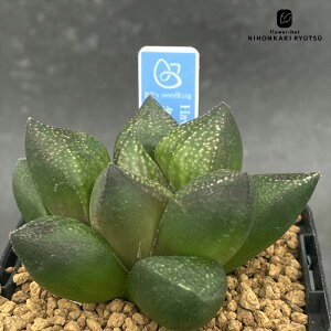 A bphnI`A [f× 0929-042 A BANRI PLANTS ovcc i̔ nI`A 7.5cm|bg