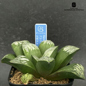 A bphnI`A uEj[×WEt`J 0929-043 A BANRI PLANTS ovcc i̔ nI`A 7.5cm|bg