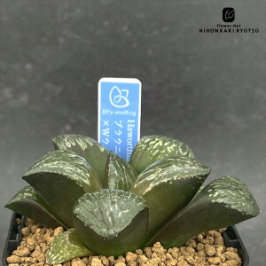 A bphnI`A uEj[×WEt`J 0929-062 A BANRI PLANTS ovcc i̔ nI`A 7.5cm|bg