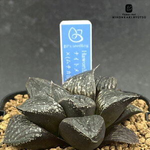 A bphnI`A iCgA×i`Jhyb×ʐhybj 0929-064 A BANRI PLANTS ovcc i̔ nI`A 7.5cm|bg