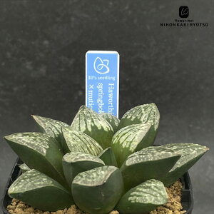 A bphnI`A springbokvlakensis Contact×mutica Drew White 0929-068 A BANRI PLANTS ovcc i̔  nI`A 7.5cm|bg