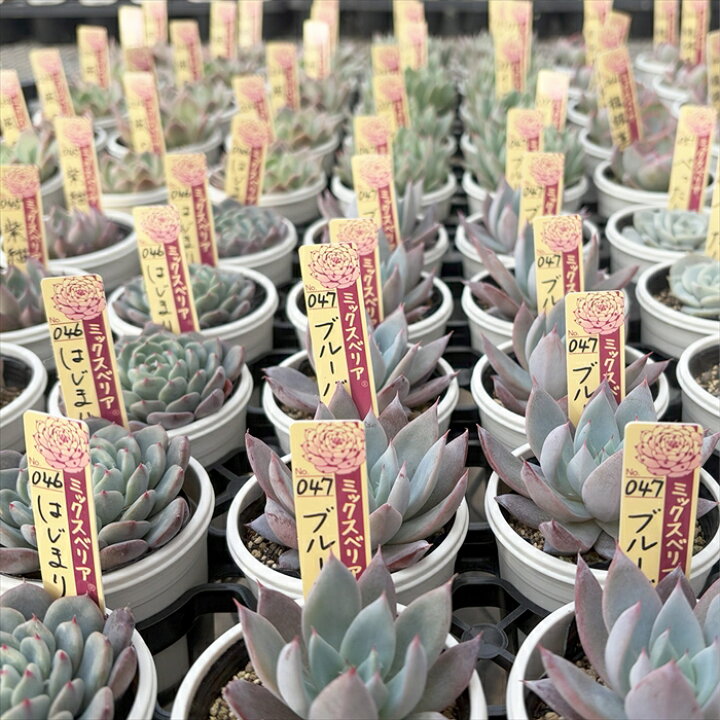 楽天市場】多肉植物 oriミックスベリア No.071 苔生す 多肉植物 お ミックスベリア苔生す、美紫妃セット札付き鉢ごとおらいさん