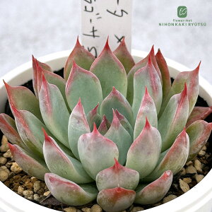 A PKSFGPxA R[^×US[Tspmo A Pc  GPxA 6cm|bg