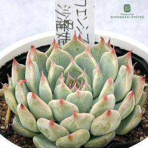 A PKSFGPxA `GVXCFR×PO A Pc  GPxA 6cm|bg