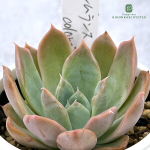 A PKSFGPxA VXA.×colorataeRooff A Pc  GPxA 6cm|bg