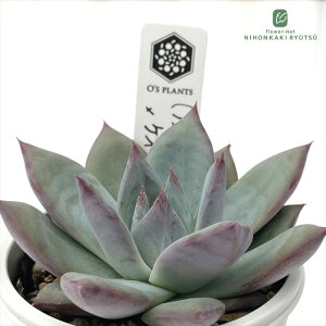 A OfsGPxA iAe}nbN×Roofj×PIPI A Ofs PLANTS I[Yvcc  GPxA 6cm|bg