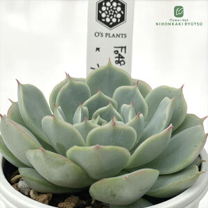 A OfsGPxA Fo48 Santa Maria×Ö A Ofs PLANTS I[Yvcc  GPxA 6cm|bg