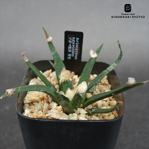 crnT{e AIJvX AKxO  RJN^Xc AK{CfX CORONCACTUS l  7.5cm|bg