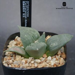 crnT{e AIJvX {ԉO  RJN^Xc ttPEX CORONCACTUS l 7.5cm|bg