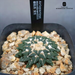 crnT{e AIJvX PO  RJN^Xc }NhEF[ CORONCACTUS l  7.5cm|bg