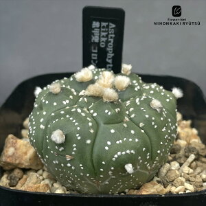 crnT{e AXgtBc Tb  RJN^Xc  LbREJug CORONCACTUS l  7.5cm|bg
