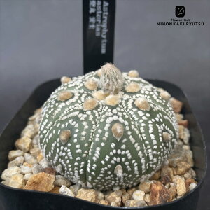crnT{e AXgtBc   RJN^Xc CORONCACTUS l 7.5cm|bg