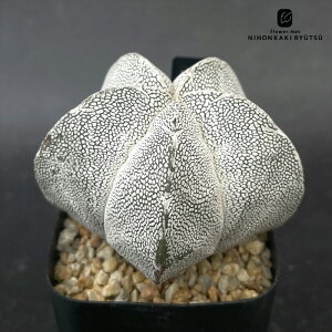 crnT{e AXgtBc ×XgM  RJN^Xc ~IXeBO} CORONCACTUS l 7.5cm|bg