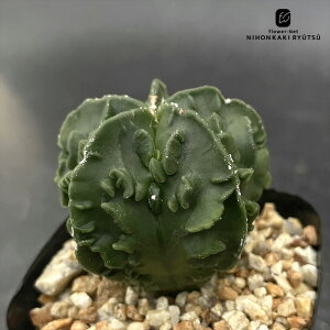 crnT{e AXgtBc wL  RJN^Xc a ɗڗaP ~IXeBO} tNEwL CORONCACTUS l 7.5cm|bg