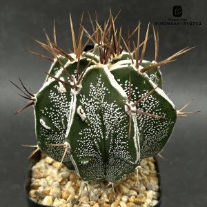 crnT{e AXgtBc ʎ  RJN^Xc |[MN Iic CORONCACTUS l 7.5cm|bg