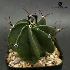 crnT{e AXgtBc ʎ  RJN^Xc nj Iic CORONCACTUS l 7.5cm|bg