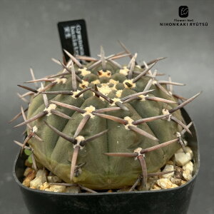 crnT{e MmJLE oVAg  RJN^Xc CORONCACTUS l 7.5cm|bg