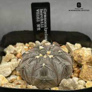 crnサボテン ギムノカリキウム ベルクティー 実生 コロンカクタスさん苗 フィールドナンバー CORONCACTUS 仙人掌 送料無料 7.5cmポット