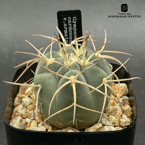 crnT{e MmJLE A}c  RJN^Xc JfiVAi CORONCACTUS l  7.5cm|bg