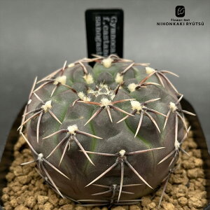 crnサボテン ギムノカリキウム キースリンギー 実生 フィールドナンバー付き コロンカクタスさん苗 カスタネウム CORONCACTUS 仙人掌 7.5cmポット